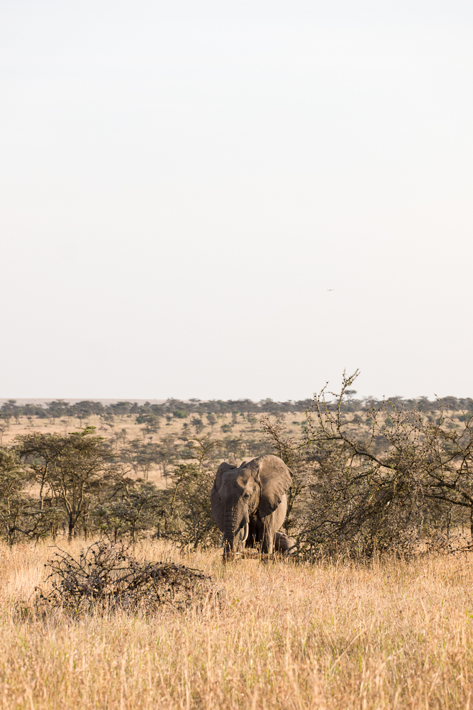 laikipia
